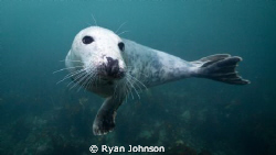 A seal at the Farne Islands in the North sea, just off th... by Ryan Johnson 